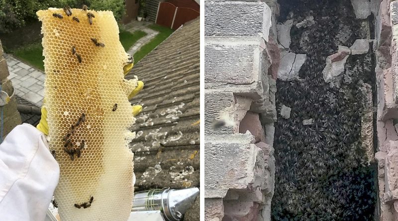 bees are stolen from farm