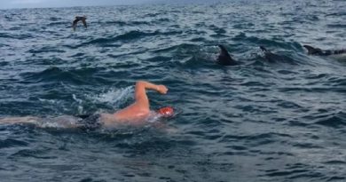 Hero dolphins RESCUE Brit swimmer