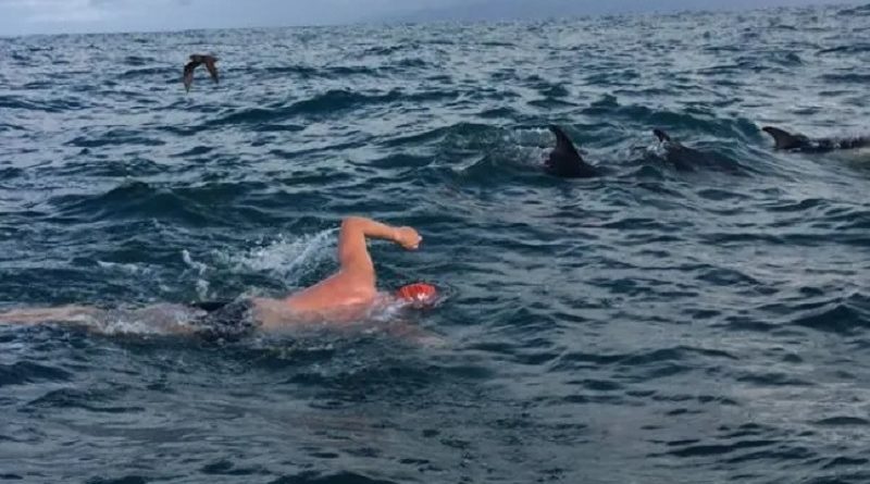 Hero dolphins RESCUE Brit swimmer