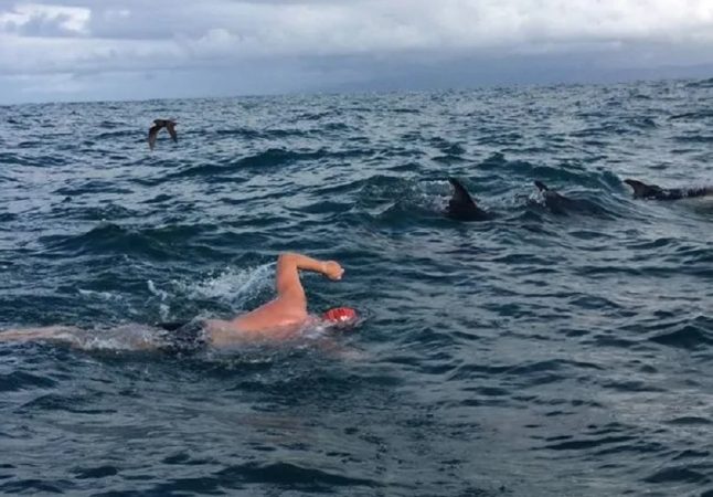 Hero dolphins RESCUE Brit swimmer