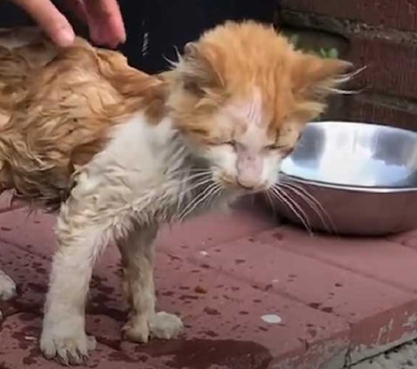 Poor Feral Cat