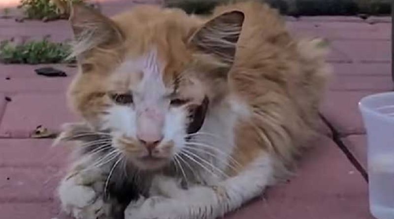 Poor Feral Cat