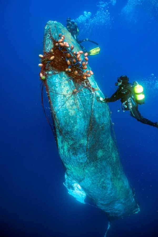 Stricken Whale Saved