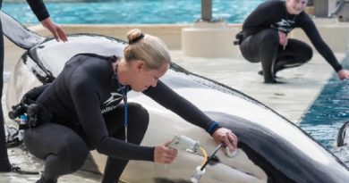 Warning over SeaWorld orcas