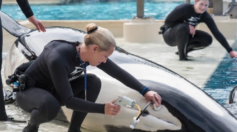 Warning over SeaWorld orcas