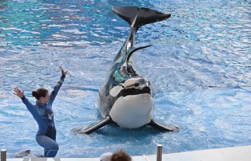 Warning over SeaWorld orcas