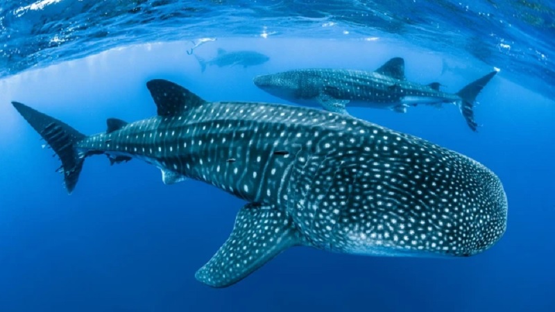 Whale Sharks Are Dying