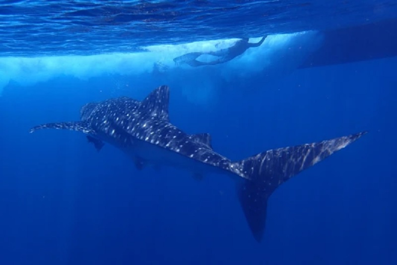 Whale Sharks Are Dying