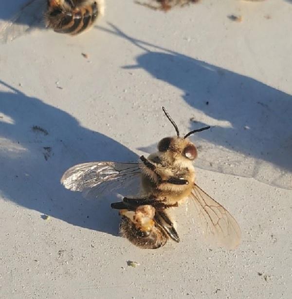 bees may ejaculate themselves