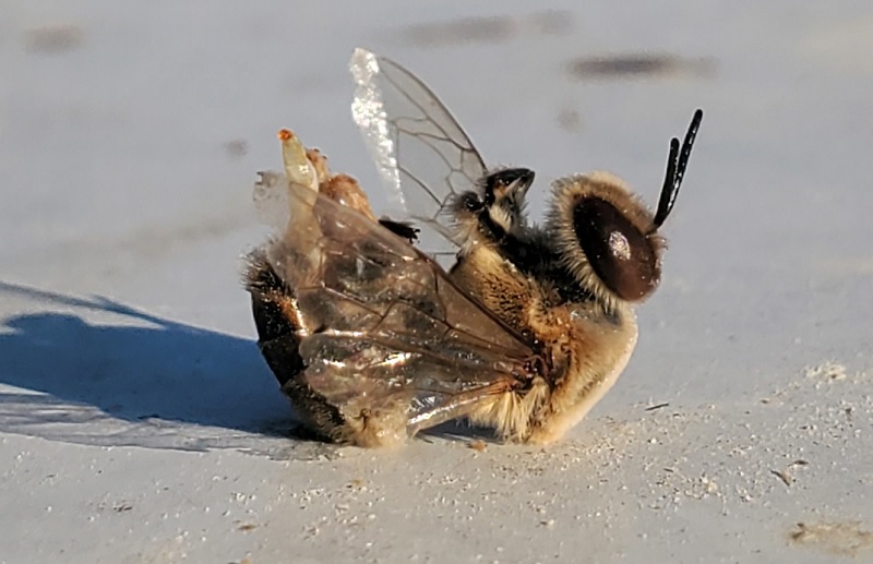 bees may ejaculate themselves