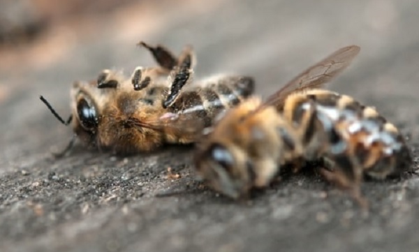 bees may ejaculate themselves